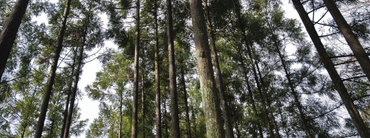 吉野共生プロジェクト