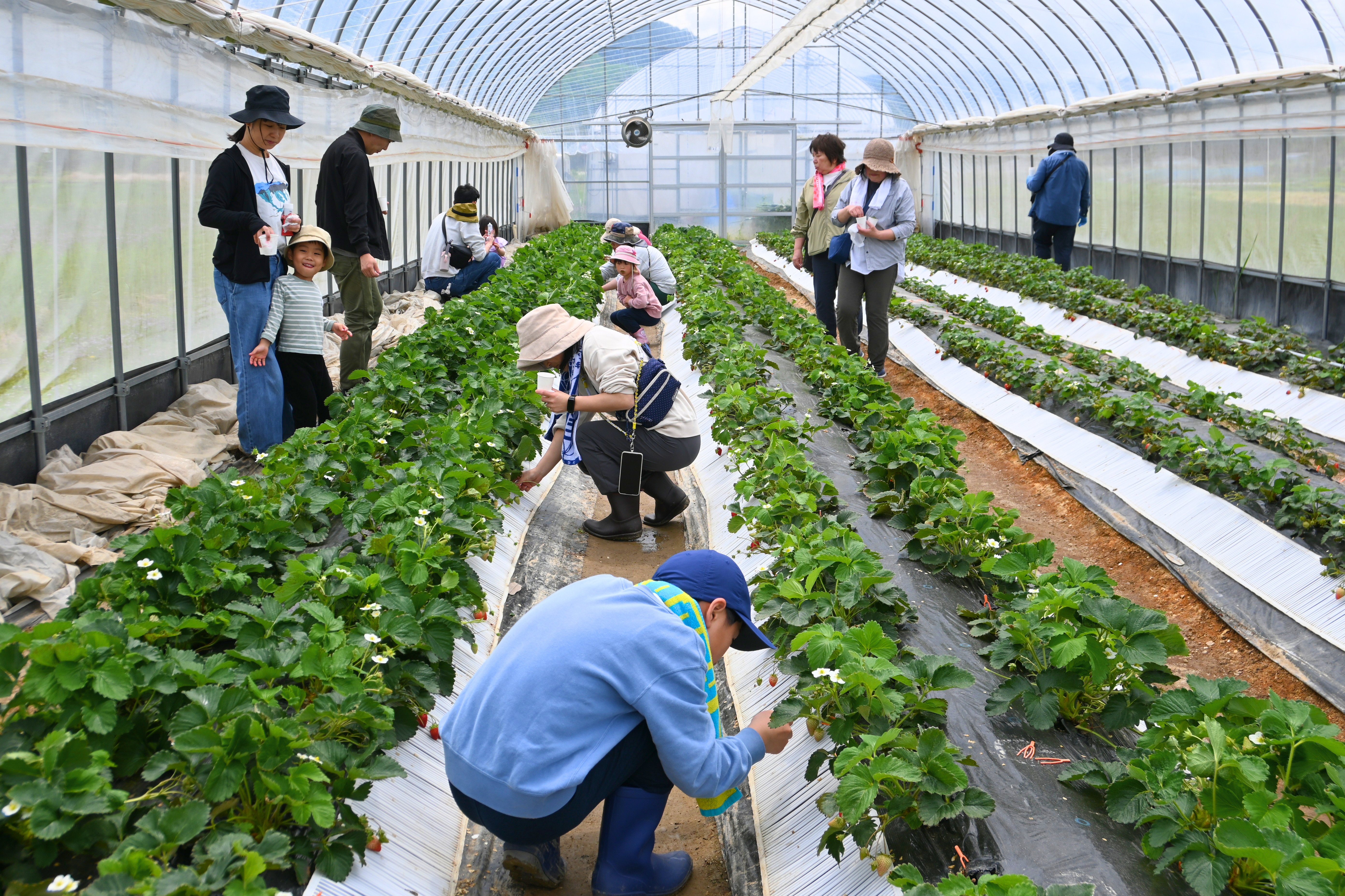 イチゴ狩り.jpg