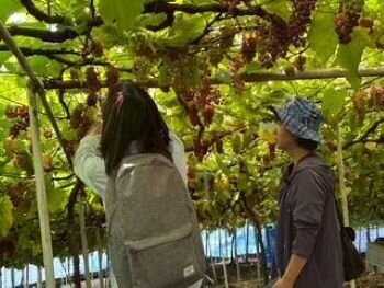 生駒北コープ委員会：(有)なかむら農園でデラウェアの収穫体験をしました
