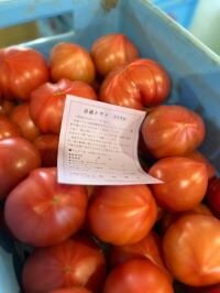 大宮コープ委員会：「産直 治道トマト」のハウス見学とケチャップ作り