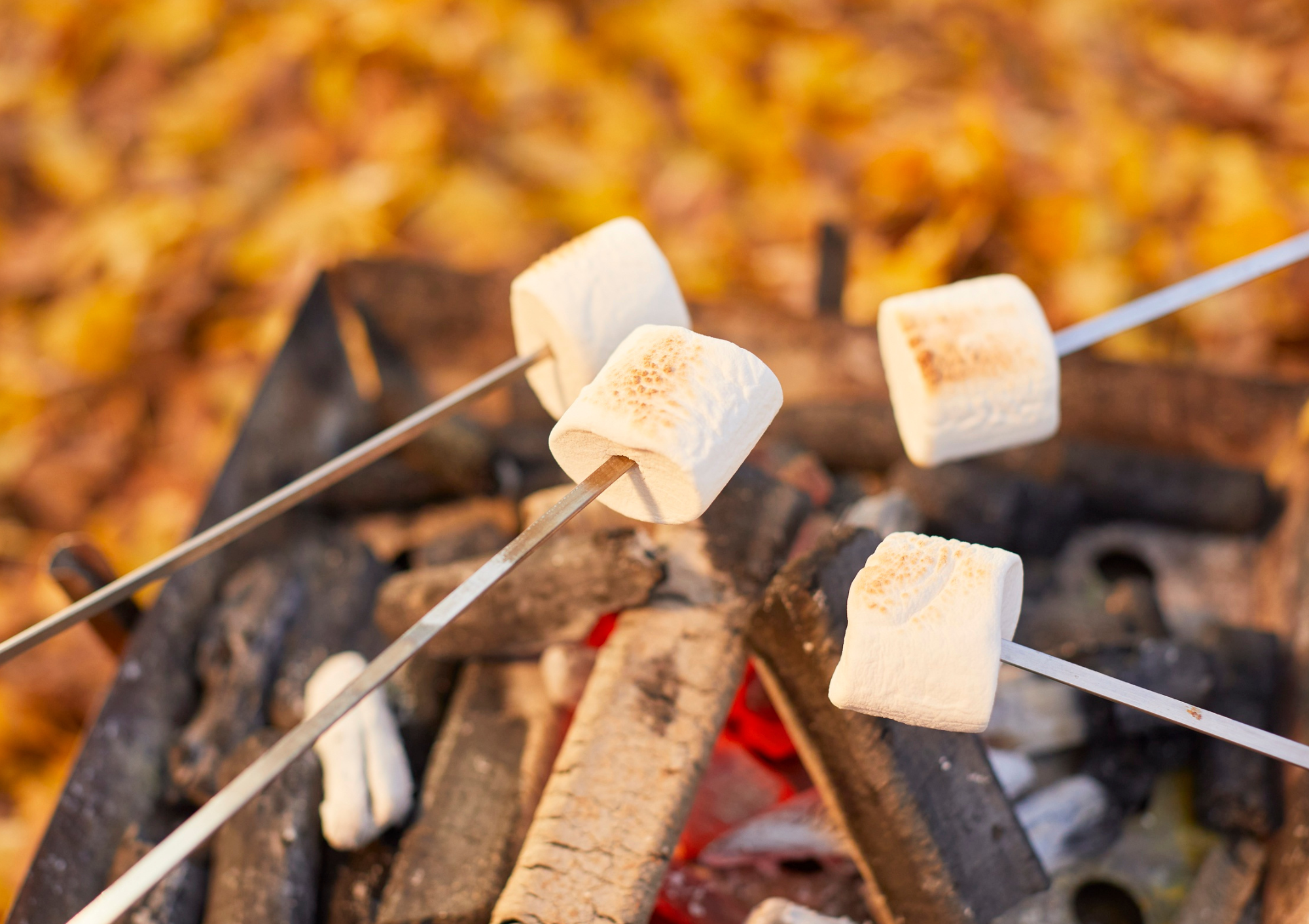 コープの森で植樹と自然に触れる体験をしませんか？（11/17更新）