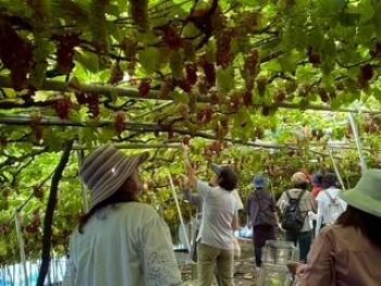 生駒北コープ委員会：(有)なかむら農園でデラウェアの収穫体験をしました