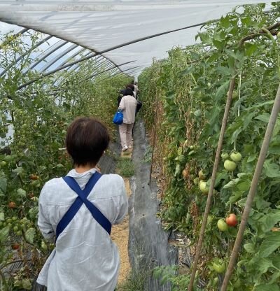 桜井西コープ委員会：治道トマトのハウス見学とケチャップ作り